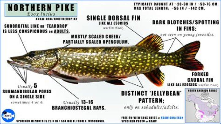 Can Can Pike Place: The Ultimate Guide to Seattle's Iconic Destination