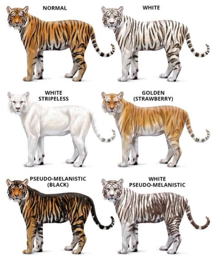 Habitat Loss of Tigers: A Growing Threat to the Majestic Species