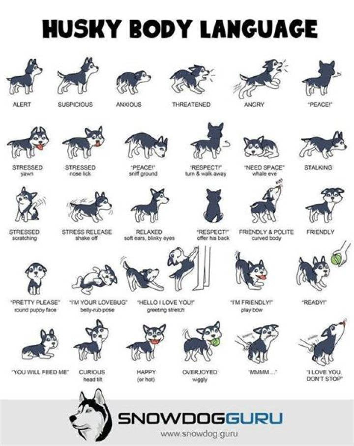 Husky Body Language: Understanding Your Snow Wolf's Silent Communication
