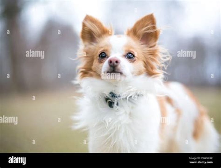 Long Haired Chihuahua Mixed with Poodle: The Ultimate Guide to This Adorable Mix