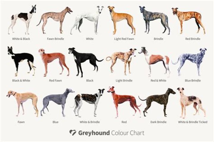 Unleashing the Speed and Beauty of Greyhound BS: The Ultimate Guide